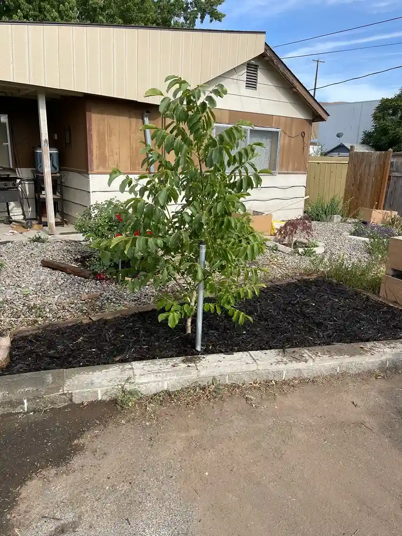 a combination of rocks and black mulch landscaping after professional mulch installation by Pacific Clean Pro Wash in Yakima